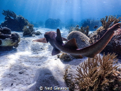 Nurse shark in Belize by Ned Gleason 